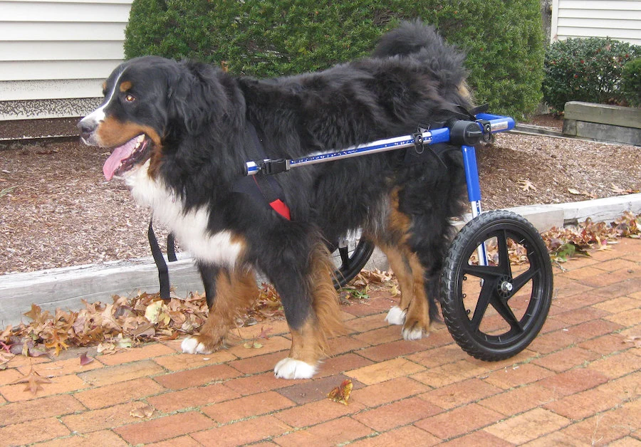 perro pastor en silla de ruedas para perros grandes