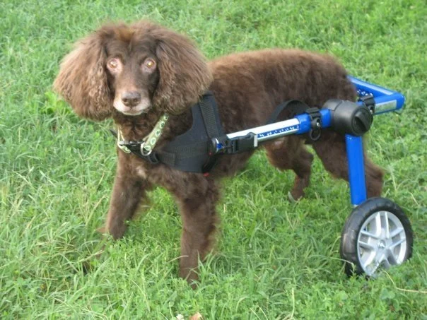 perro marrón en silla de ruedas para perros pequeños